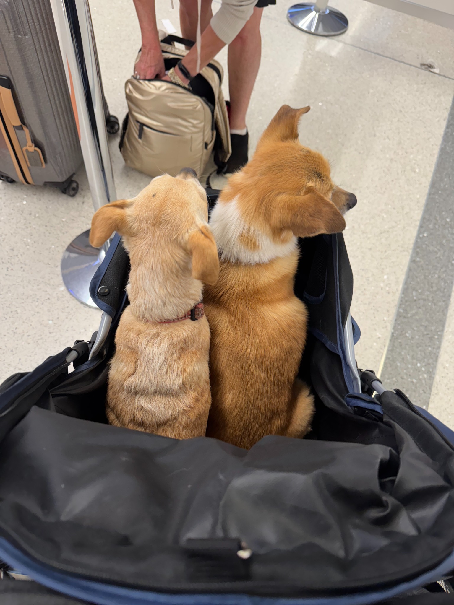 Dash’s two dog siblings riding together through the airport
