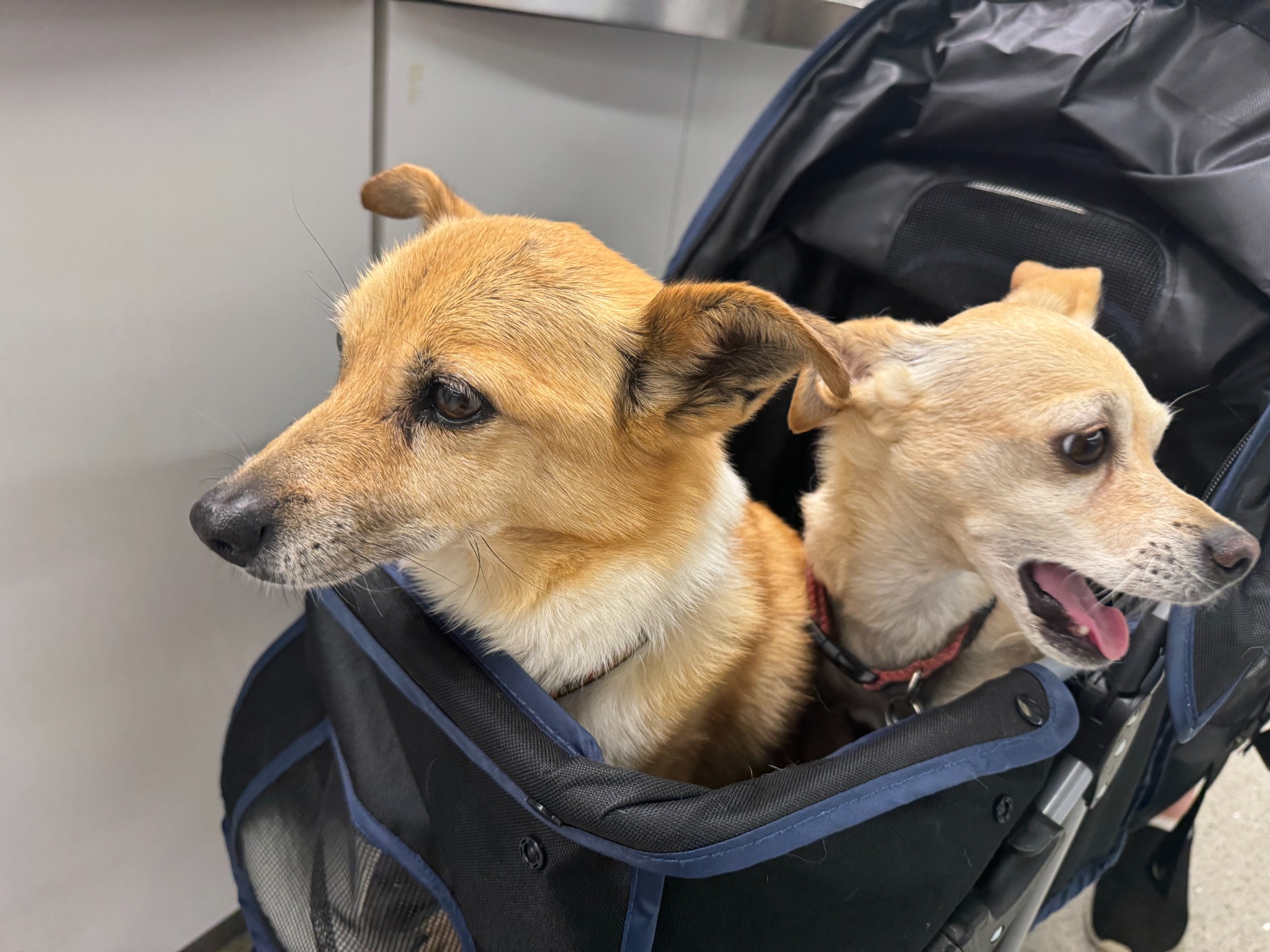 Dash’s dog siblings settled together in their airport stroller