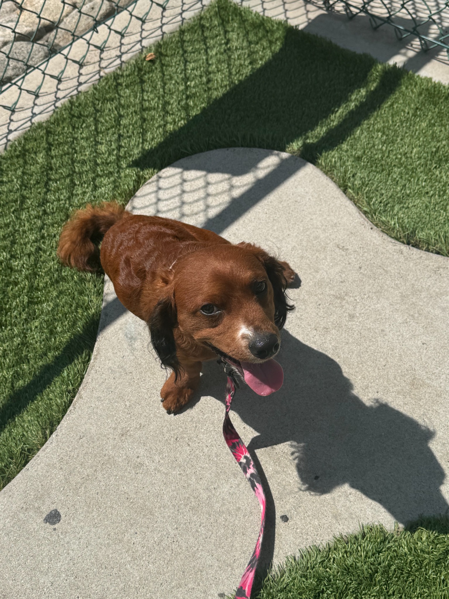 Dash enjoying an outdoor pet relief break at the airport