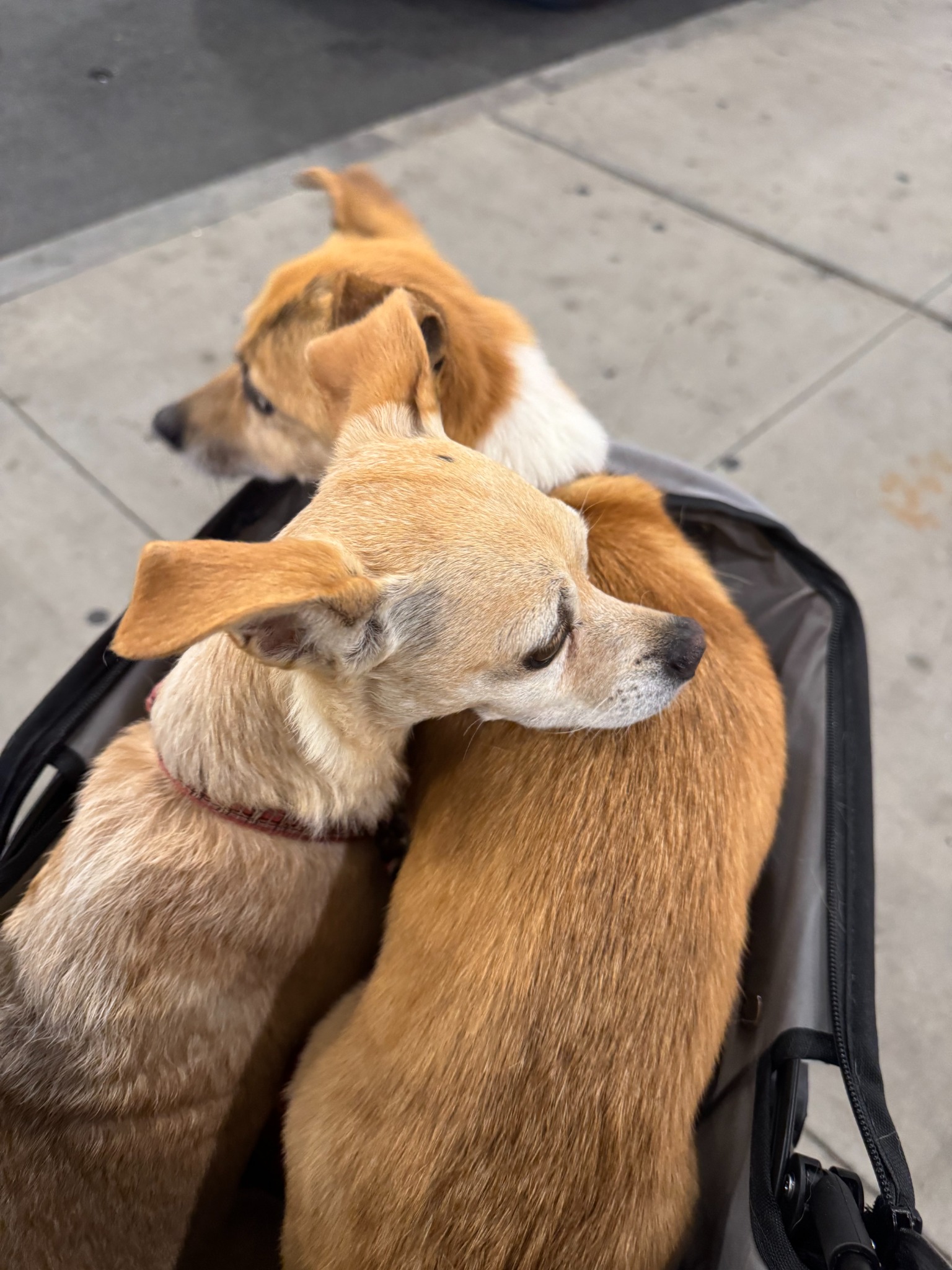 Dash’s two dog siblings riding together during the return journey
