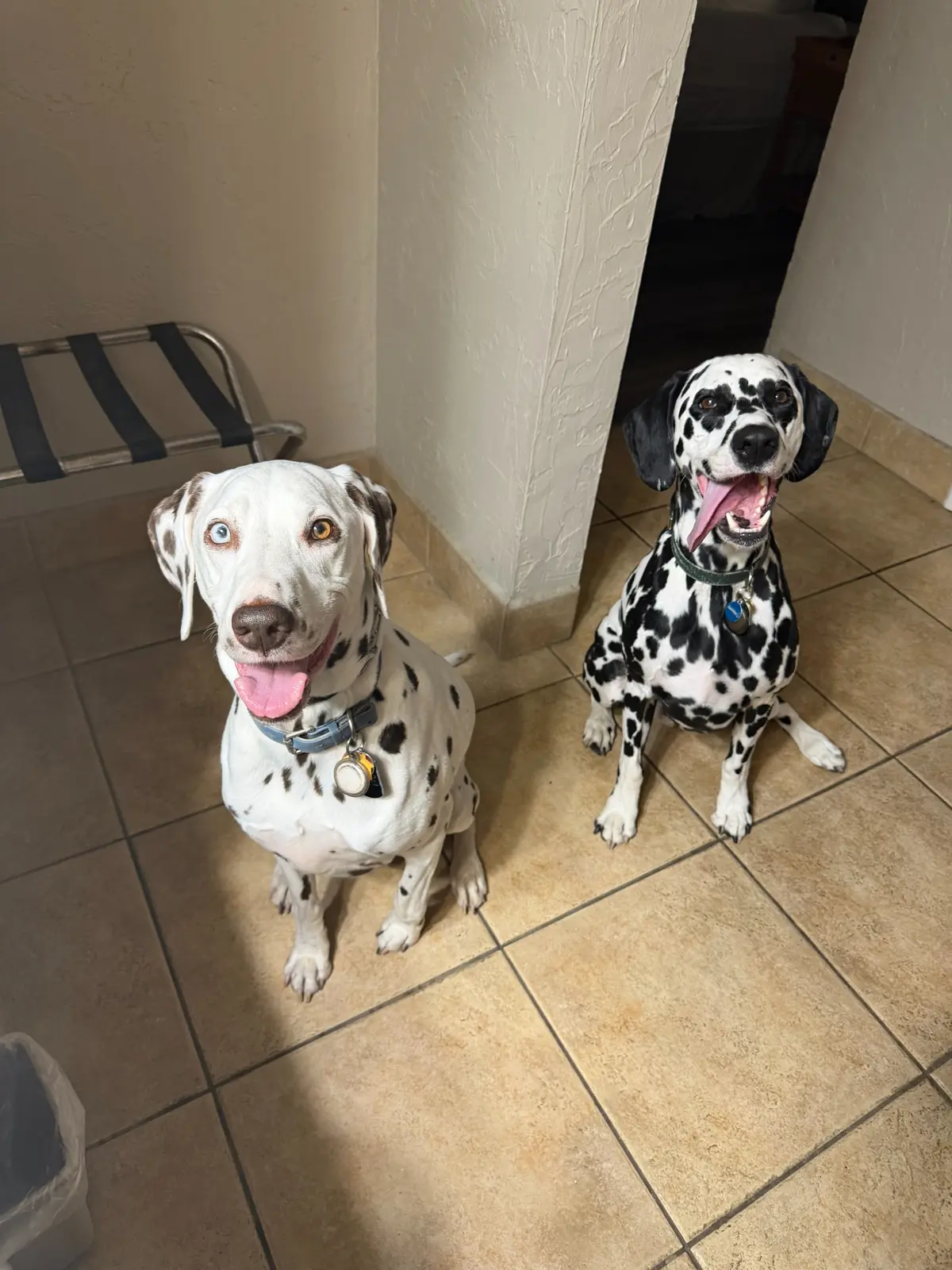 Denver and Walker sitting happily together during an overnight pet-friendly hotel stay