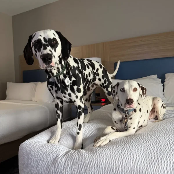 Denver and Walker, two Dalmatians, resting together on a hotel bed during their private ground journey