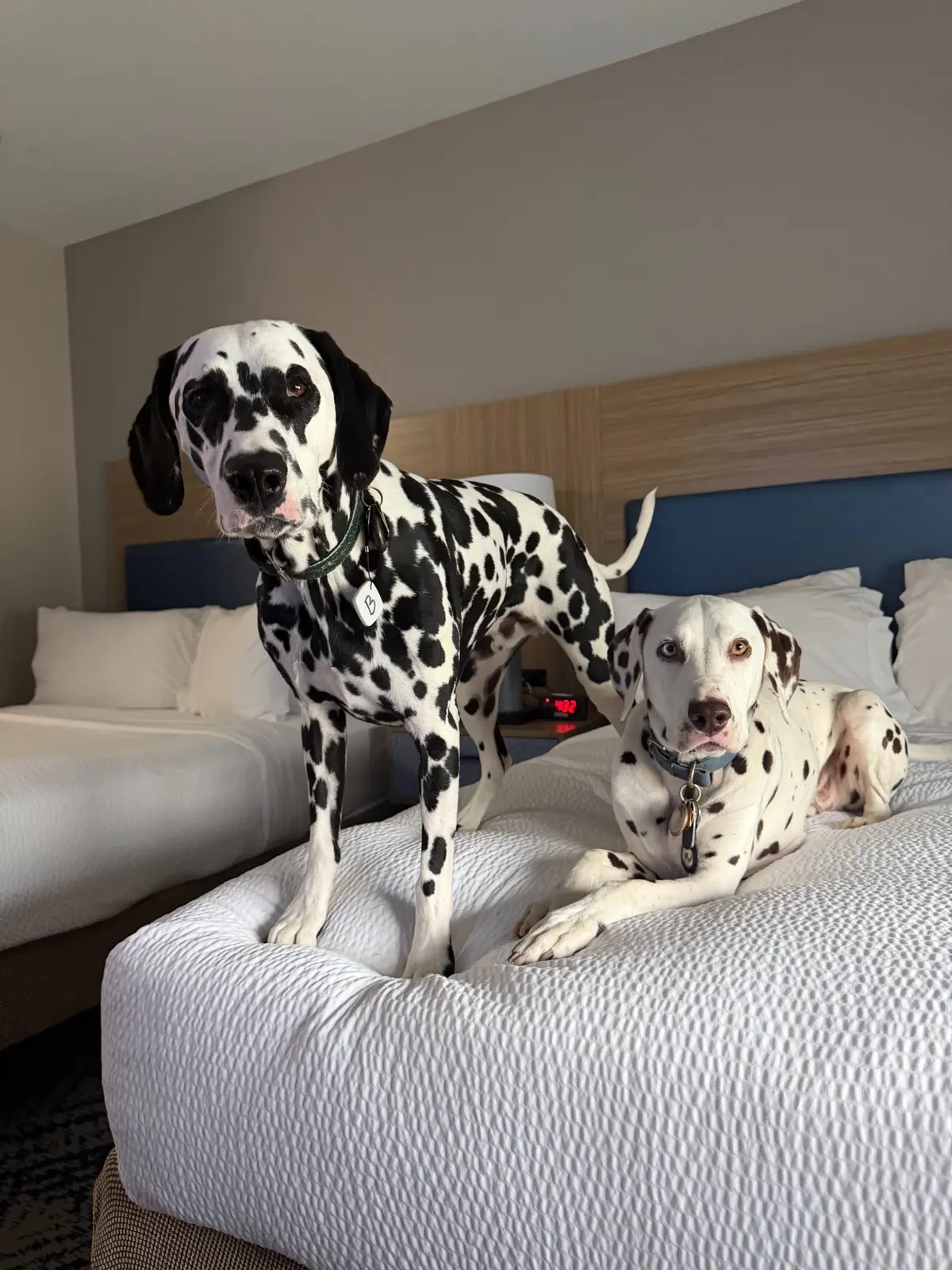 Denver and Walker, two Dalmatians, resting together on a hotel bed during their private ground journey