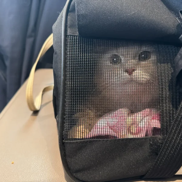 Dixie Belle the cat resting securely inside a soft-sided airline carrier during her in-cabin flight from New Jersey to Austin