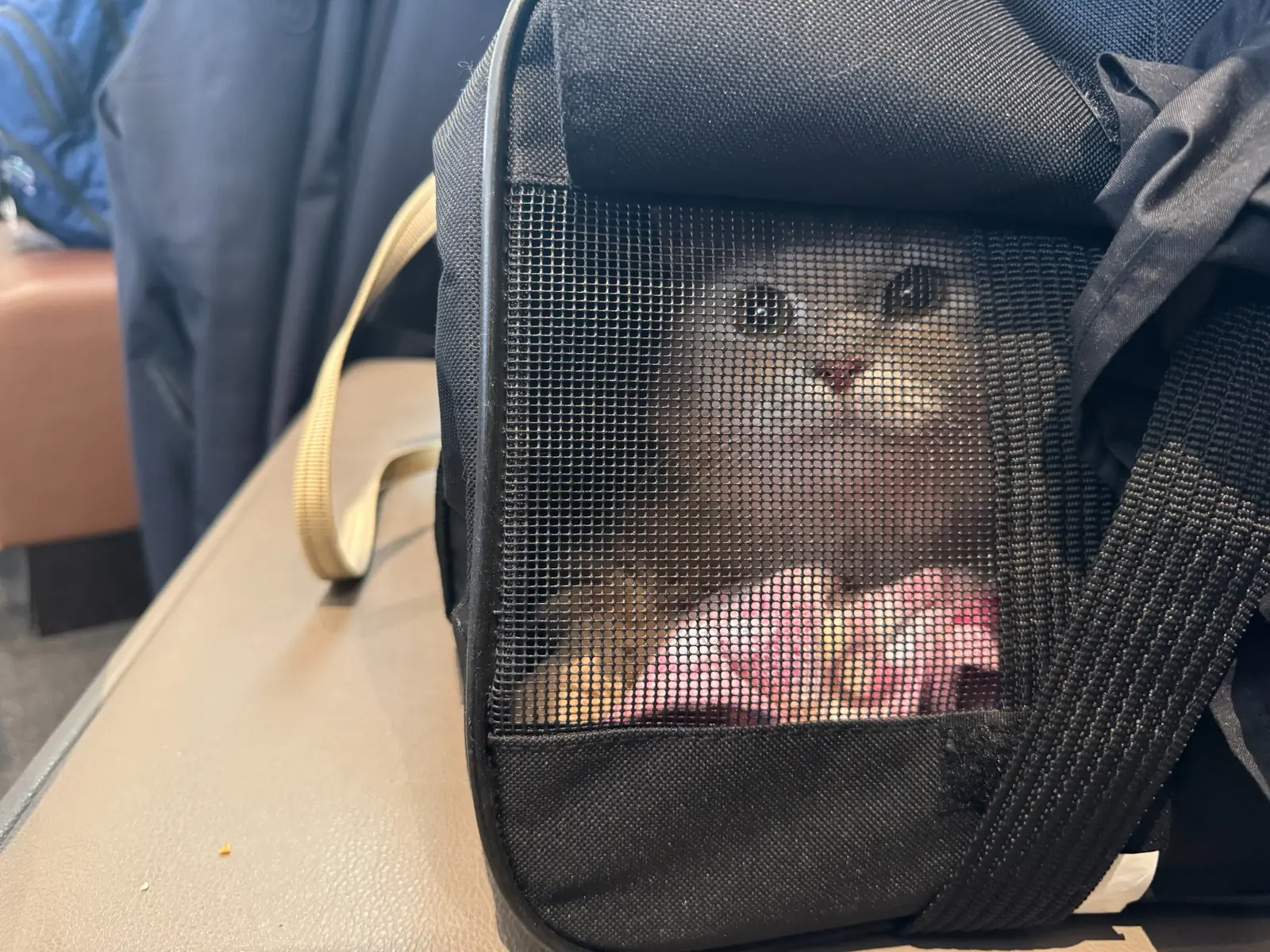 Dixie Belle the cat resting securely inside a soft-sided airline carrier during her in-cabin flight from New Jersey to Austin