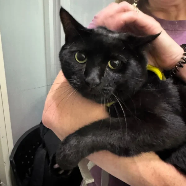 Hammond, a black cat, being held before his international relocation from Rochester, New York to Bangkok