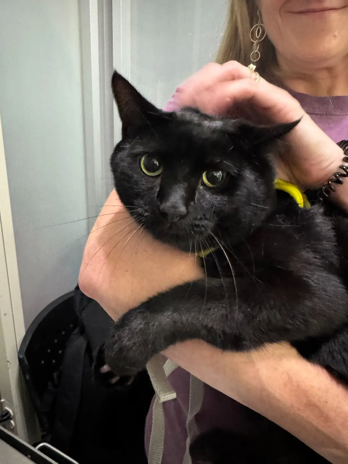 Hammond, a black cat, being held before his international relocation from Rochester, New York to Bangkok