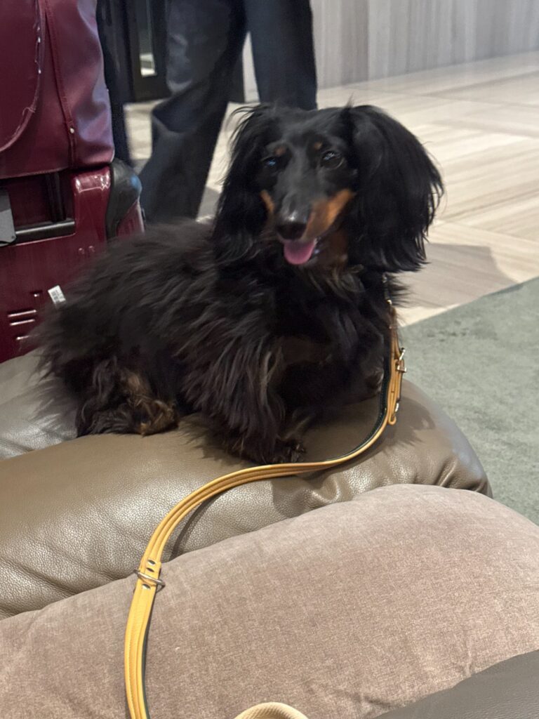 Jeff the long-haired dachshund resting at the airport before his journey from Zurich