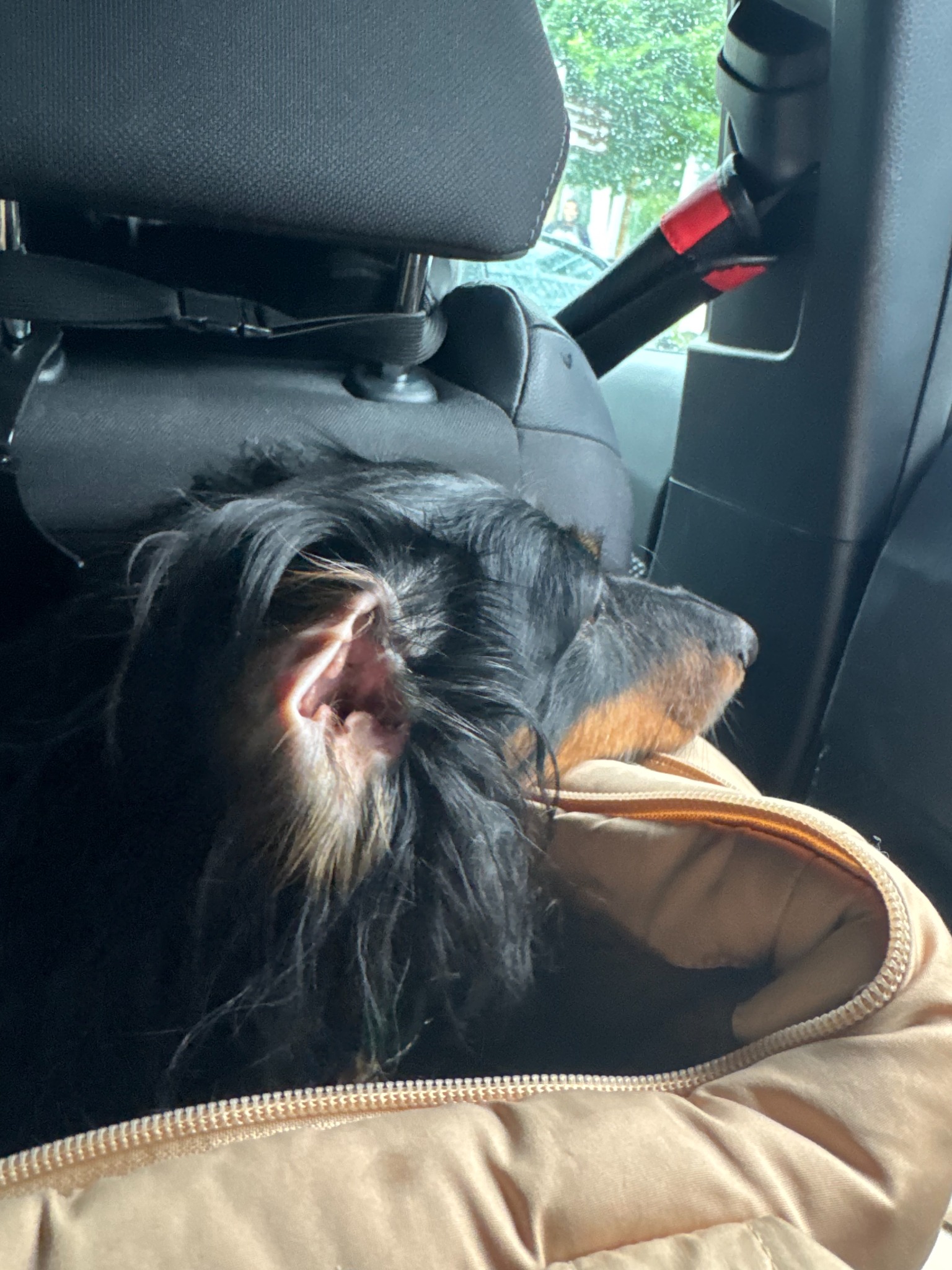 Jeff settled in his carrier during ground transportation from Zurich