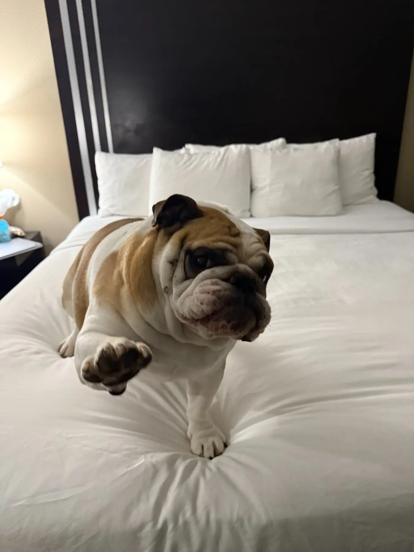 Kevin the English bulldog standing on a hotel bed during private ground transport
