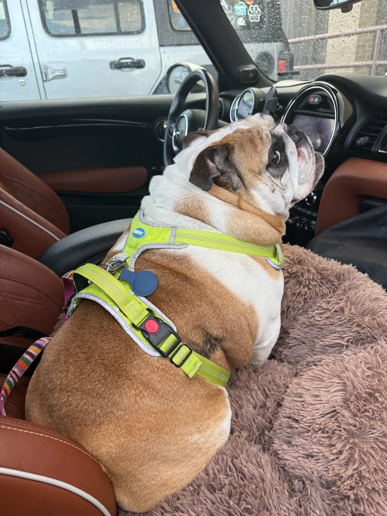 Kevin the English bulldog riding comfortably on a padded passenger seat during private ground transport
