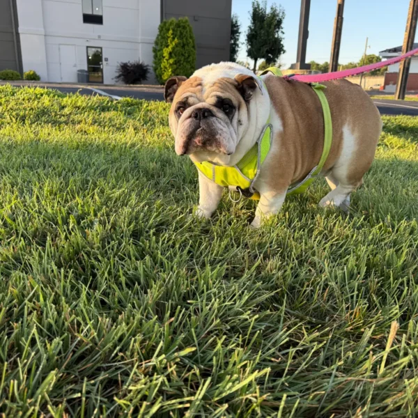 Kevin the English bulldog taking an outdoor break in his harness during private ground transport.