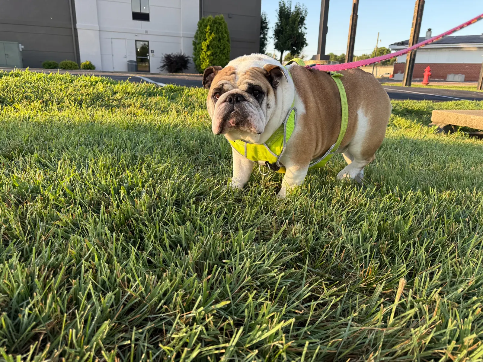 Kevin the English bulldog taking an outdoor break in his harness during private ground transport.