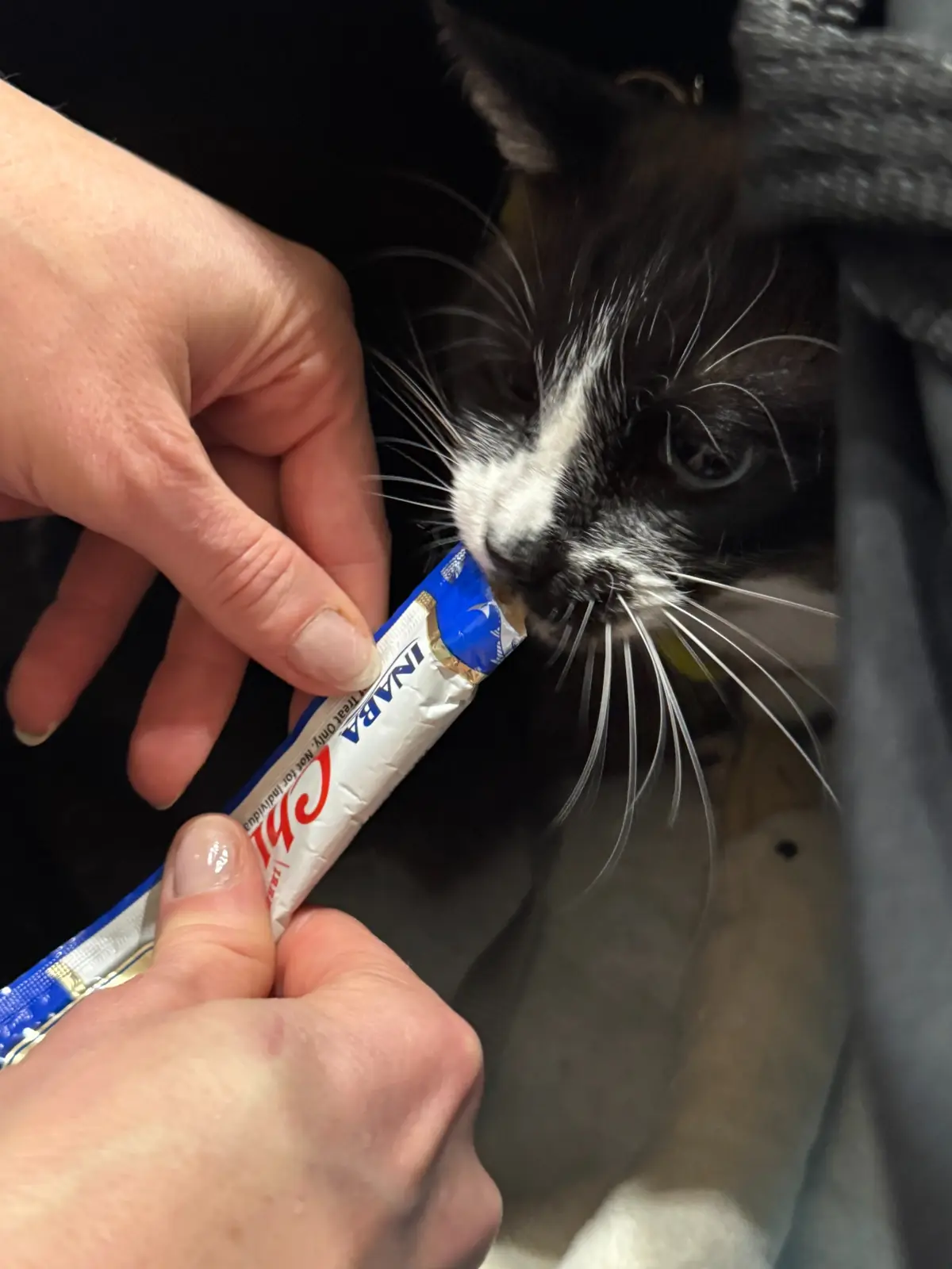Kieri the black-and-white cat eating a Churu treat inside her travel carrier during her escorted journey to Oxford