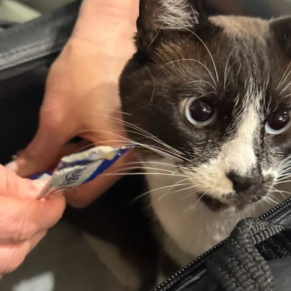 Close-up of Kieri, a black-and-white cat, inside her travel carrier during an in-cabin journey from San Francisco to Oxford