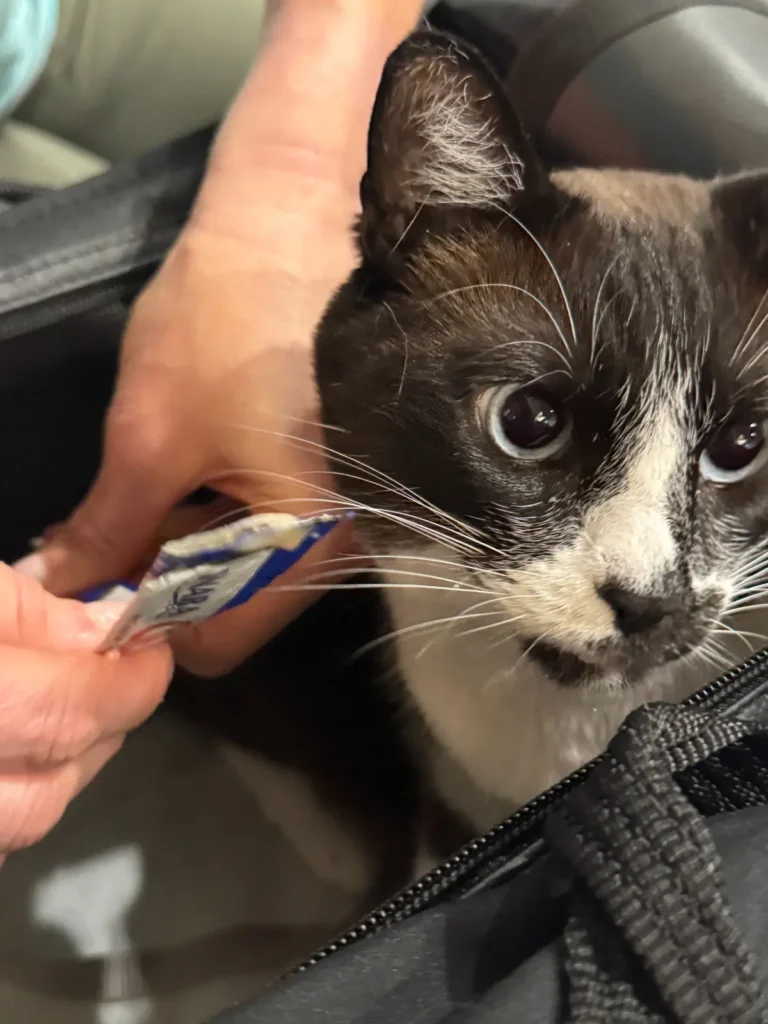 Kieri, a black-and-white cat, traveling in cabin from San Francisco to Oxford