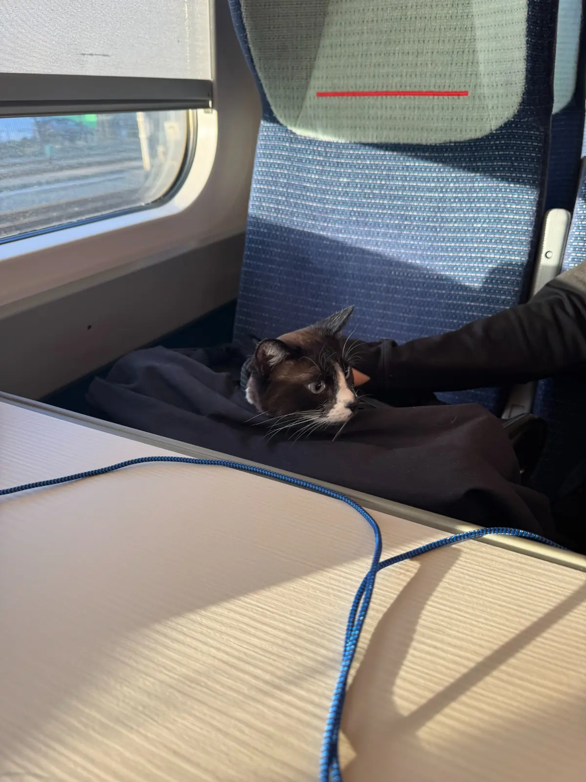 Kieri the black-and-white cat resting with her escort aboard a train during the final leg of her journey to Oxford