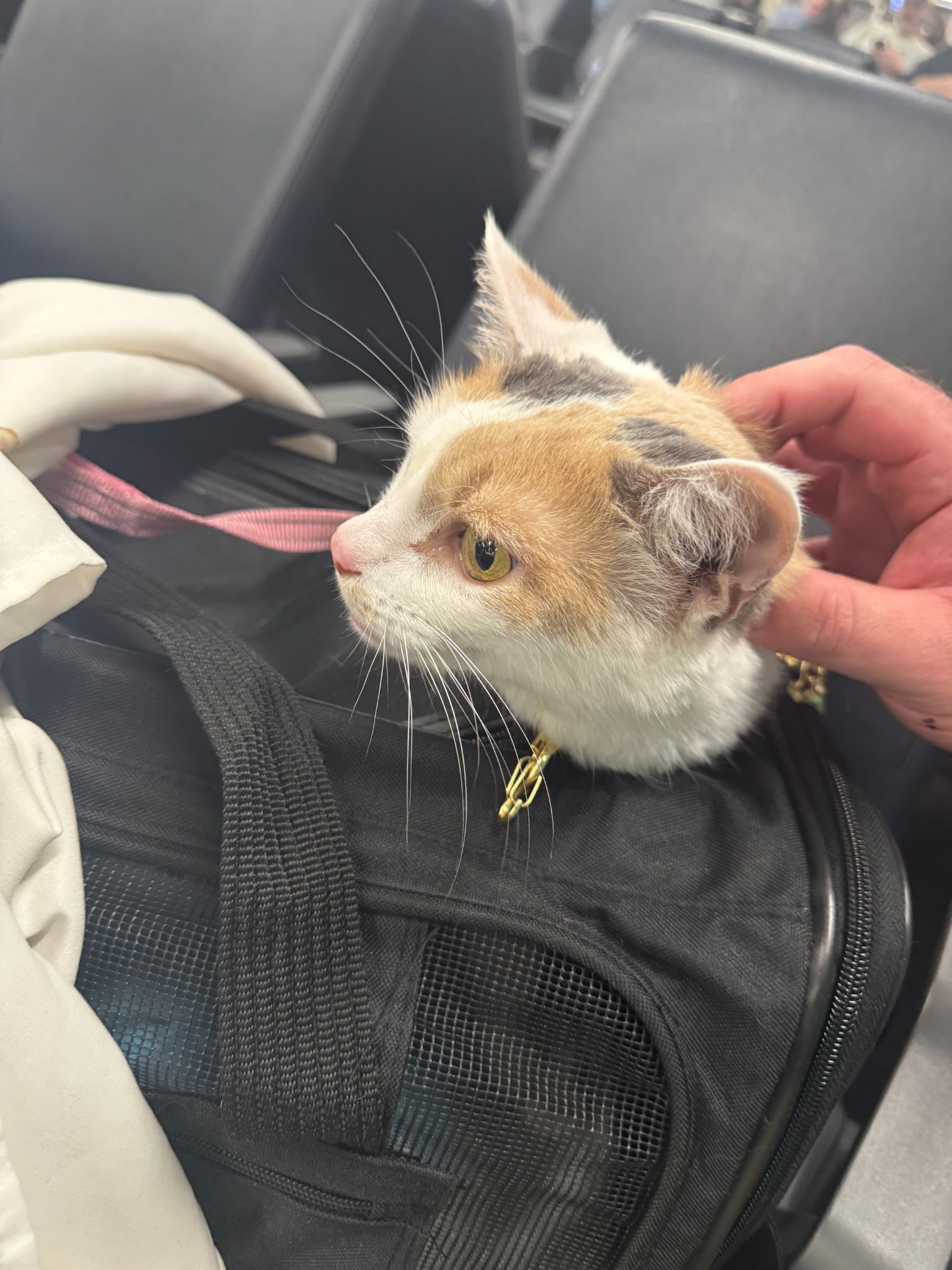 Lacey’s Journey: Las Vegas, Nevada → Portland, Oregon