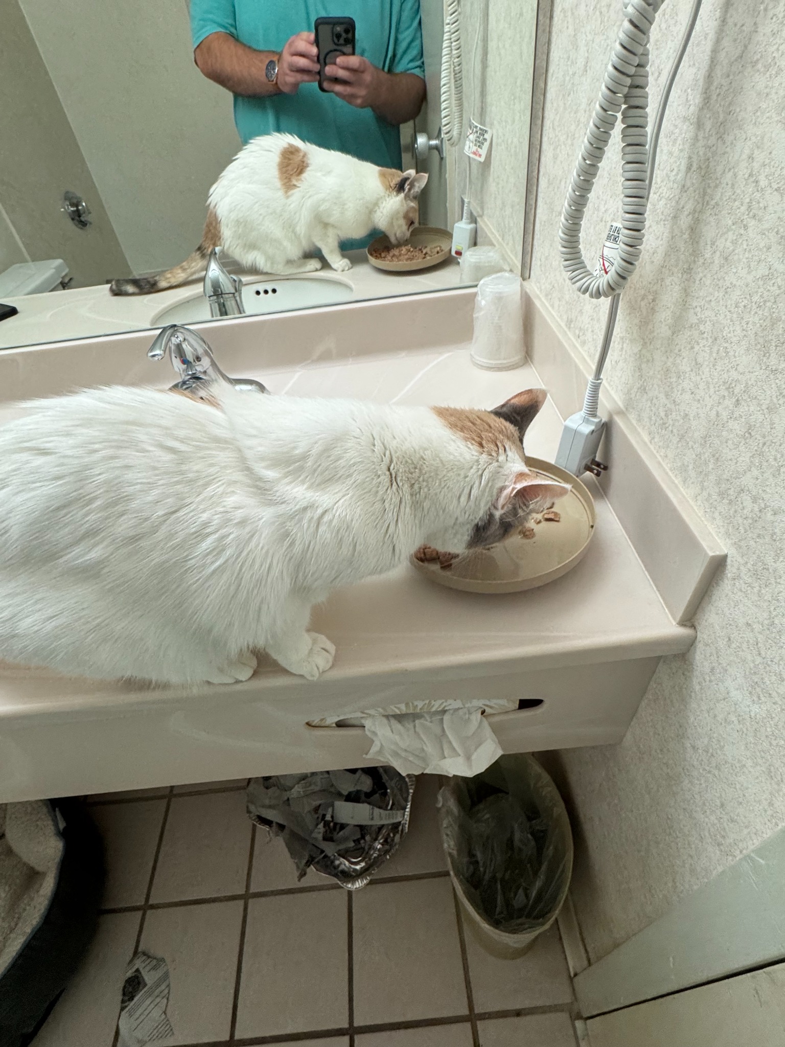Lacey drinking from the hotel bathroom faucet during her overnight stay in Portland, Maine