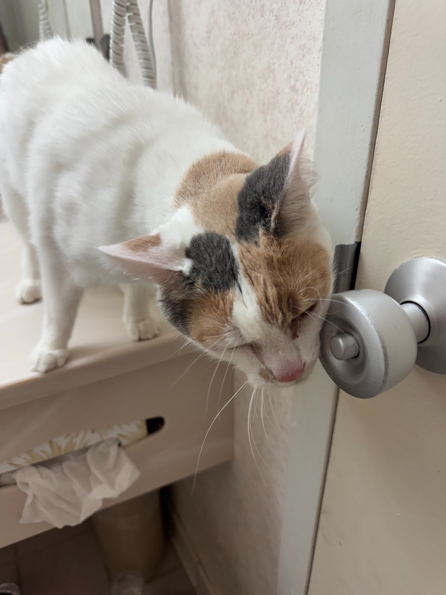 Lacey curiously exploring the faucet in her pet-friendly hotel room
