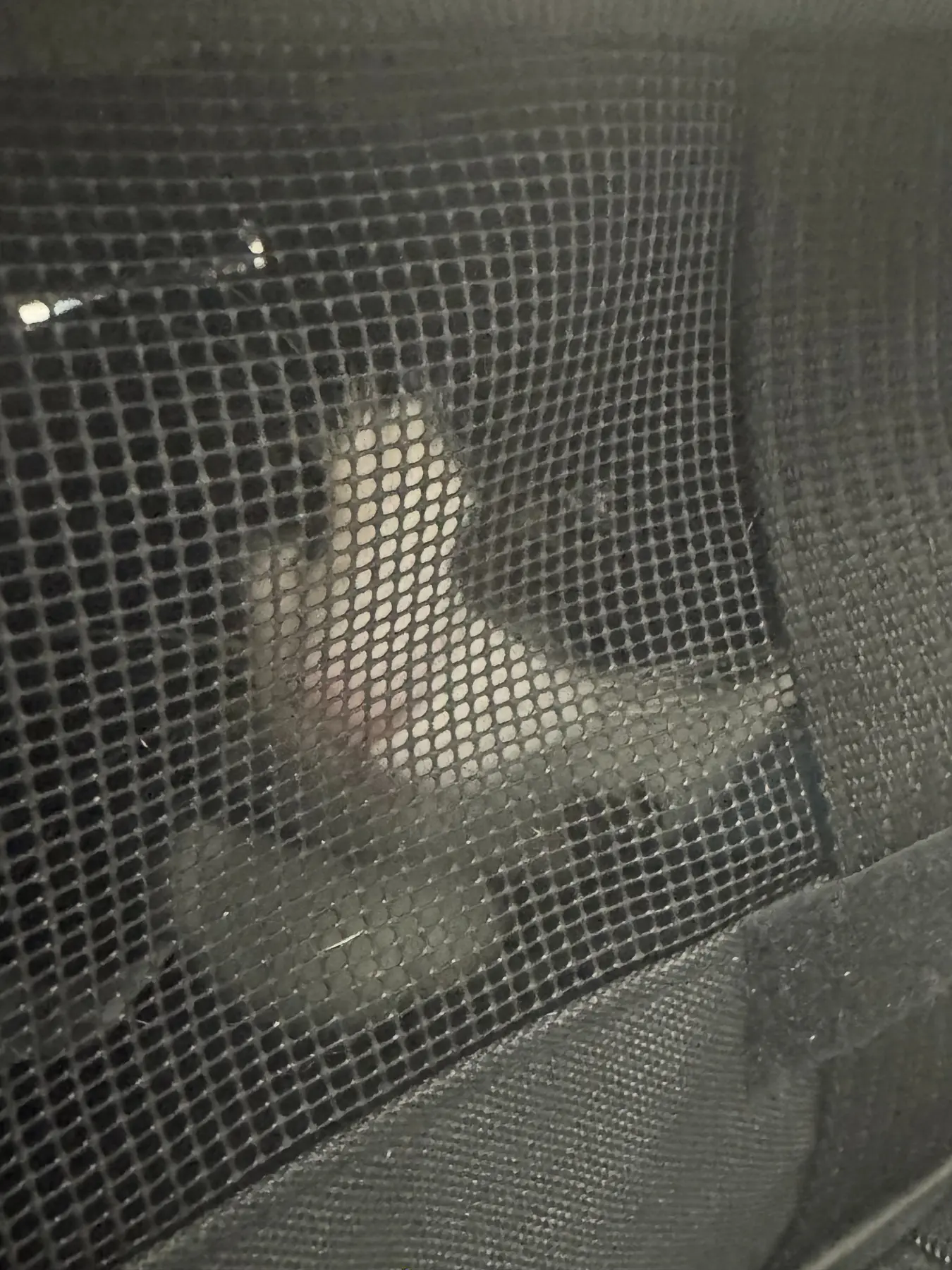 One of Mary, Stella and Oscar resting inside a soft-sided carrier during the flight to Bulgaria
