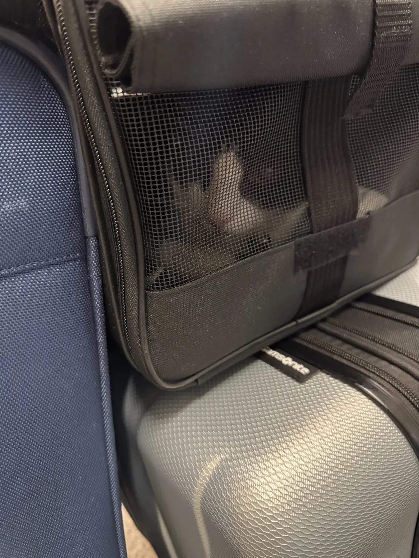 One of Mary, Stella and Oscar looking out through a soft-sided carrier during international travel