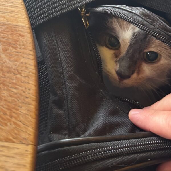 Millie the cat peeking out from her soft-sided travel carrier