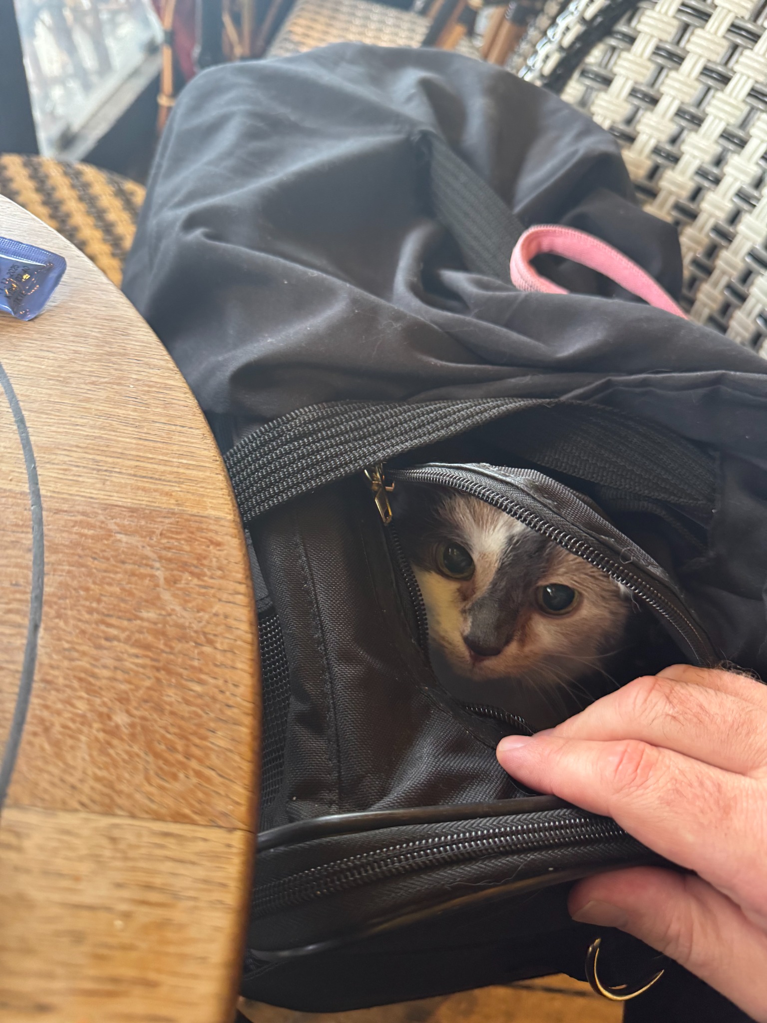 Millie resting safely in her carrier during her escorted journey from Detroit to France