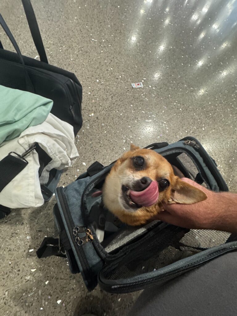 Oski resting in an airline carrier at the airport during the journey to Las Vegas