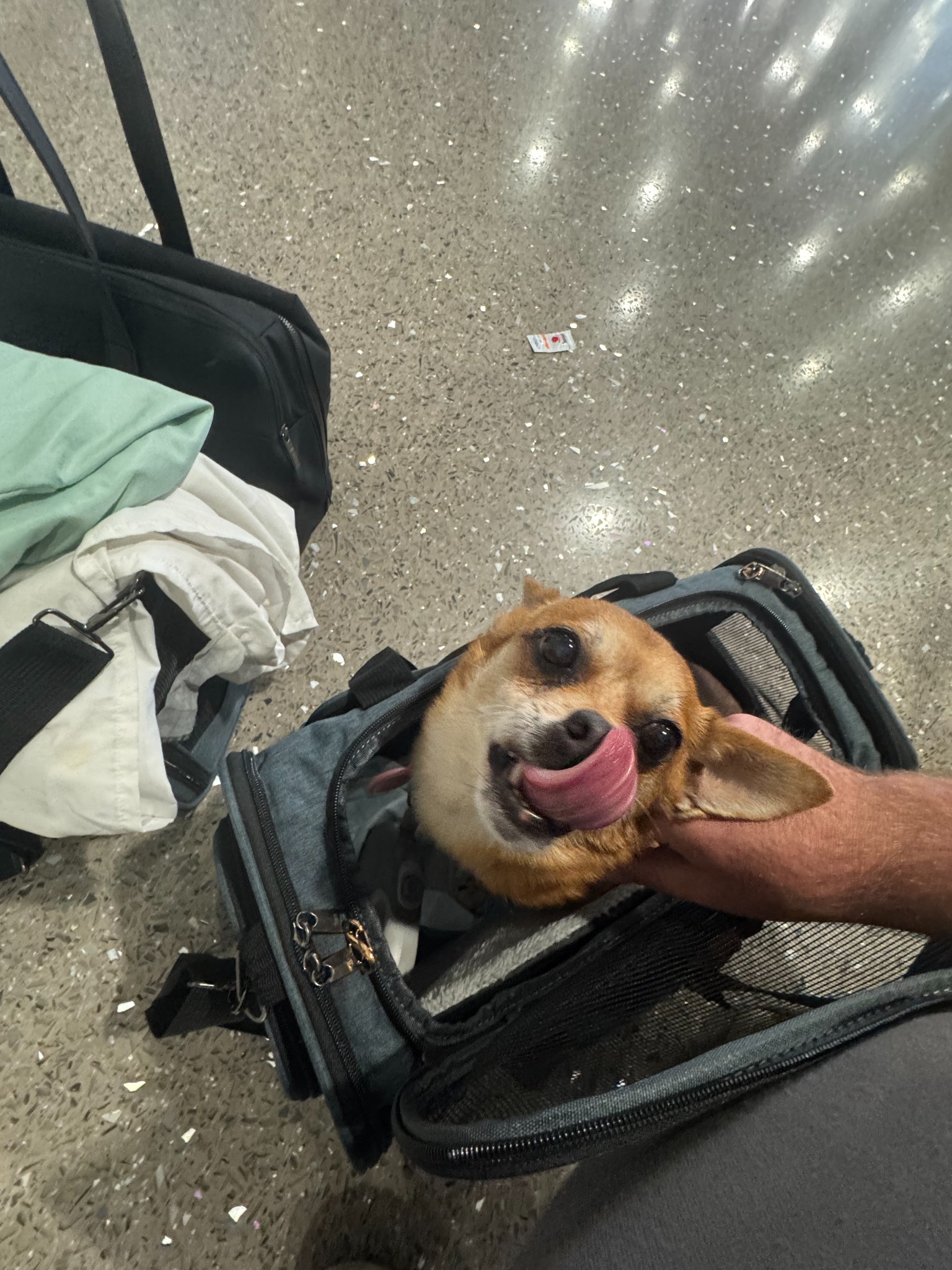 Oski resting in an airline carrier at the airport during the journey to Las Vegas