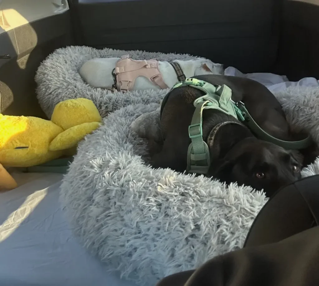 Penny and Sam relaxing together during private ground transport from Washington, D.C. to Key West