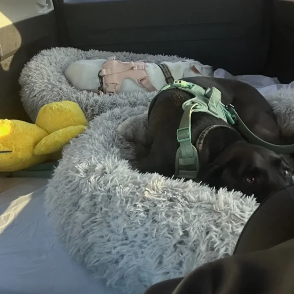 Penny and Sam resting in cushioned beds inside their private ground transport vehicle from Washington, D.C. to Key West