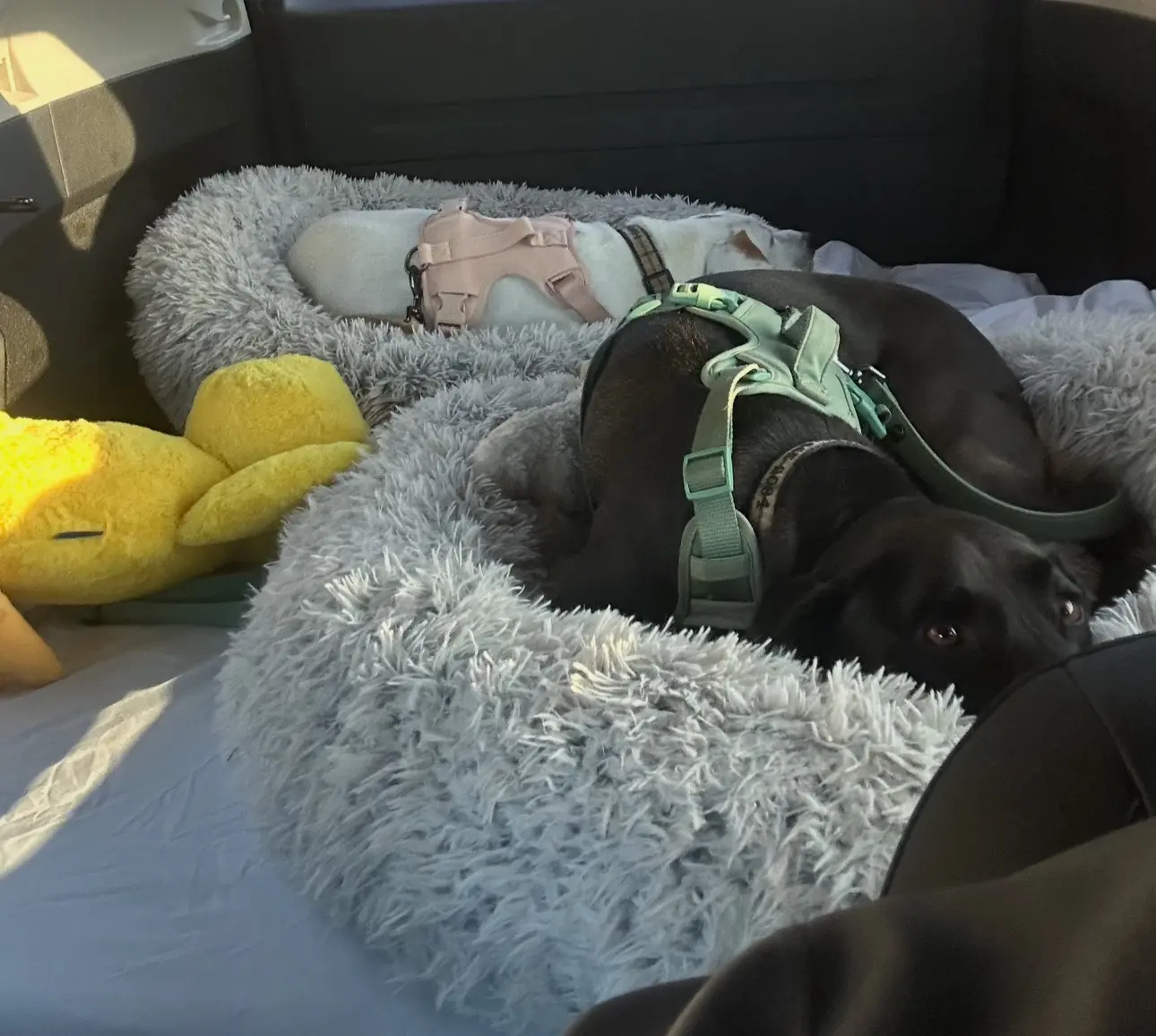 Penny and Sam resting during private ground transport to Key West