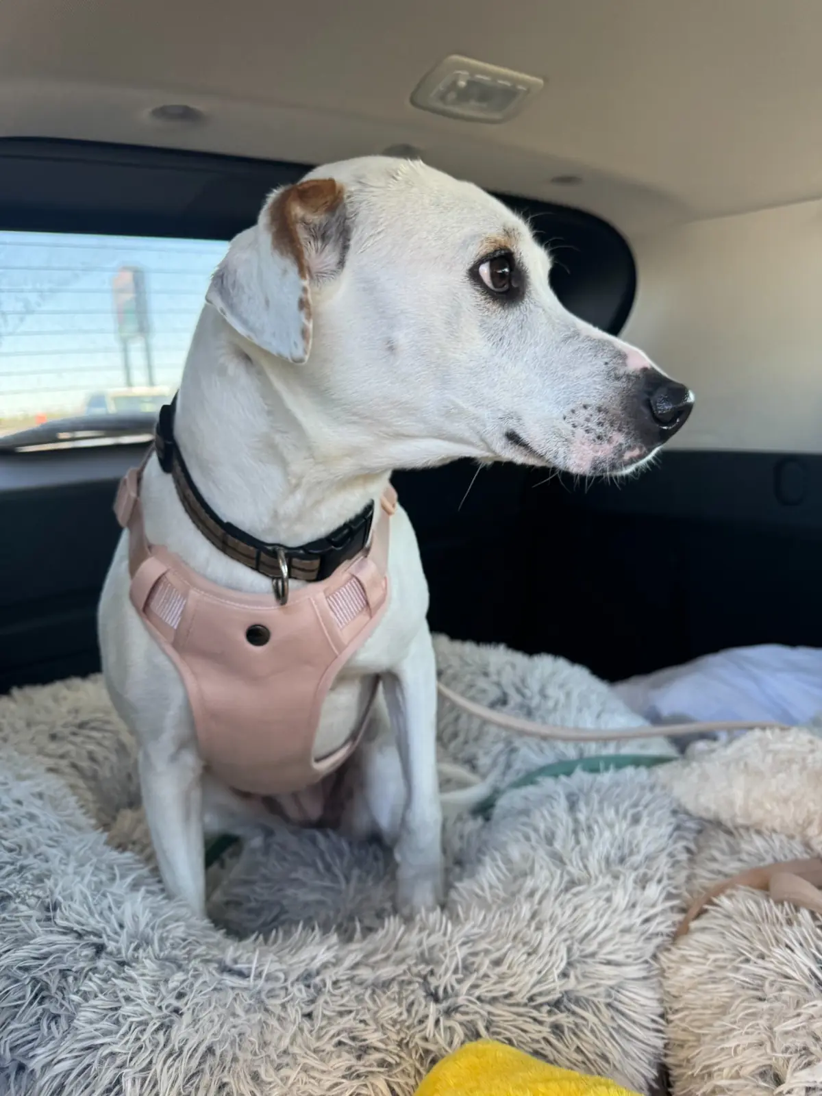 Penny, a white dog in a pink harness, riding comfortably during private ground transport to Key West