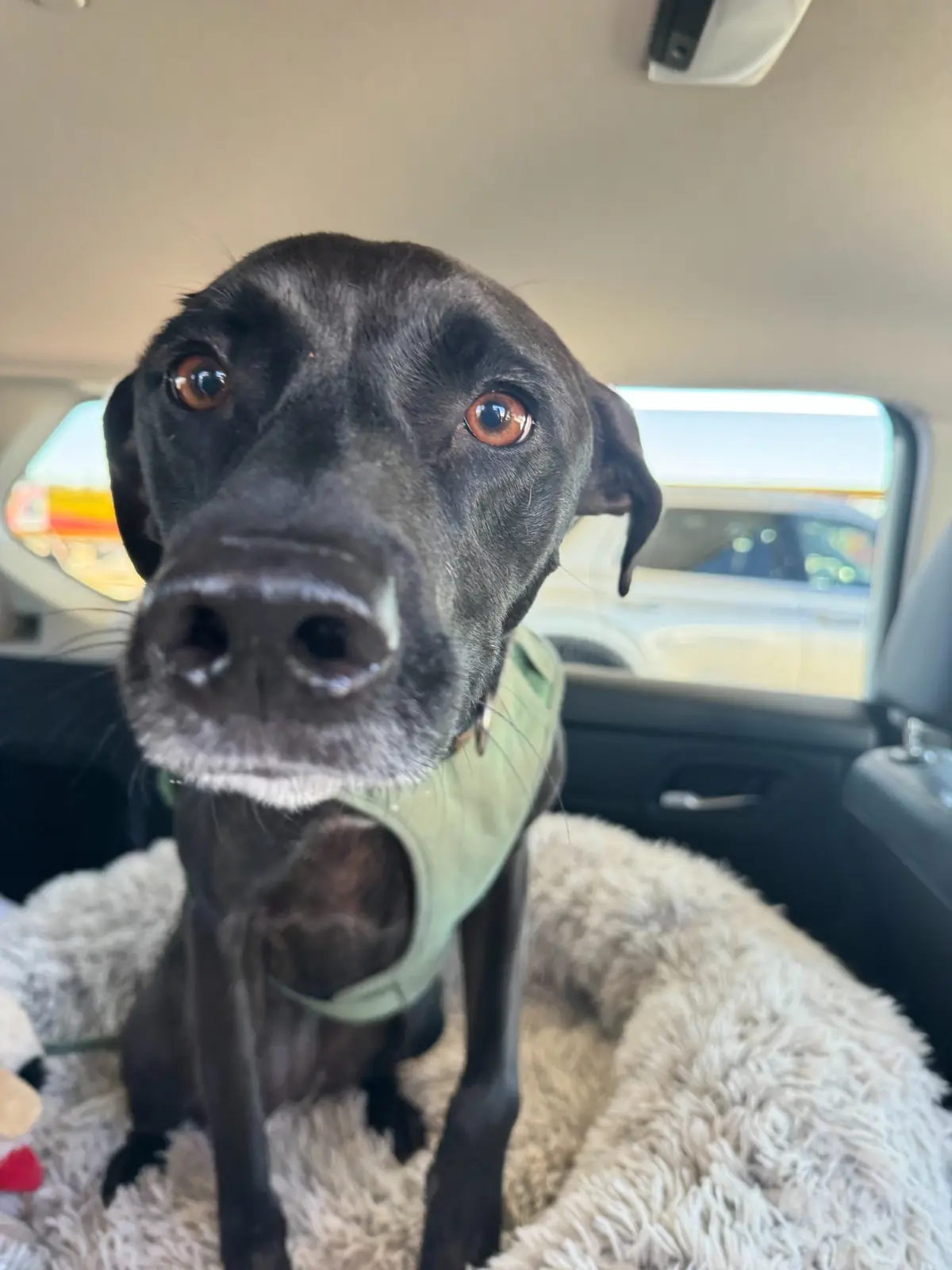Sam, a black dog in a green harness, looking toward the camera during private ground transport to Key West