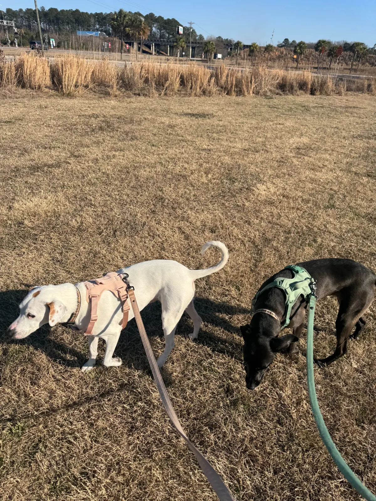 Penny and Sam taking a supervised outdoor break during their private ground journey from Washington, D.C. to Key West