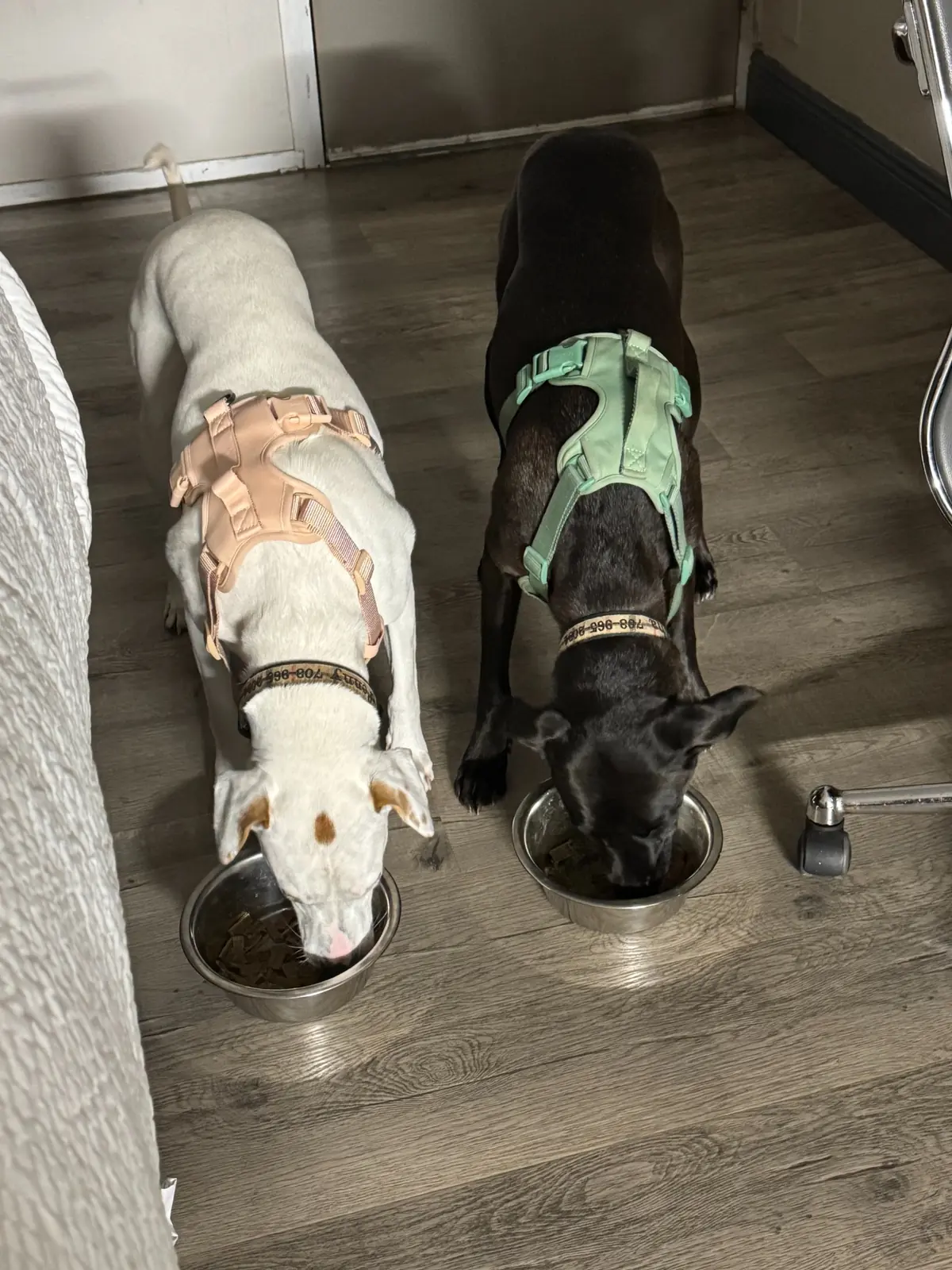 Penny and Sam eating during a pet-friendly overnight stop on their private ground journey to Key West