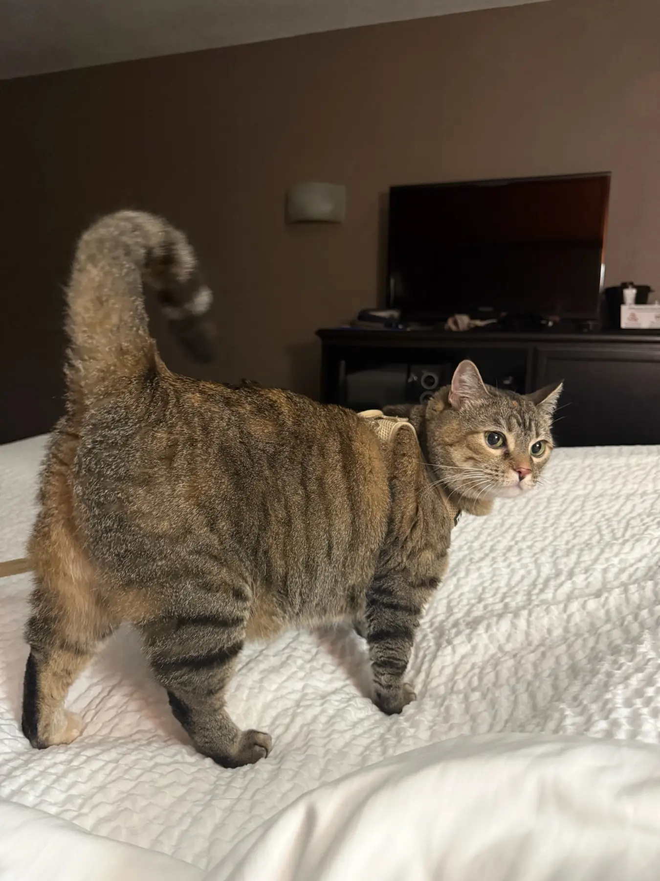 Brown tabby cat Ramona wearing a travel harness while exploring a hotel room en route to Tel Aviv.