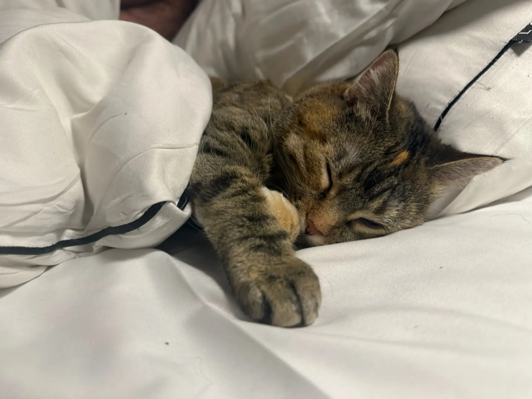 Brown tabby cat Ramona sleeping peacefully in white hotel bedding during her escorted journey to Israel.