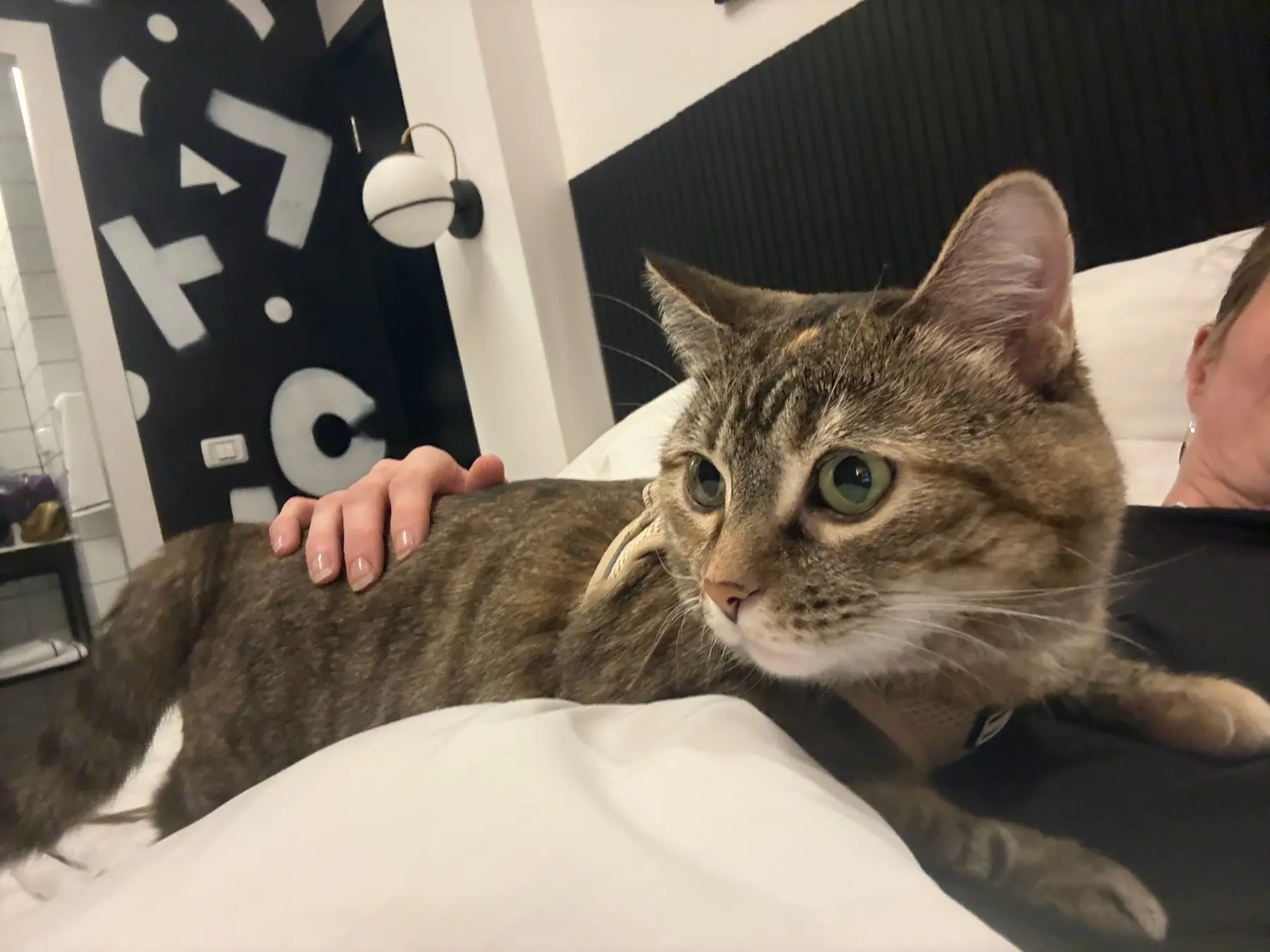 Brown tabby cat Ramona relaxing beside her travel companion in a hotel during her journey to Tel Aviv.