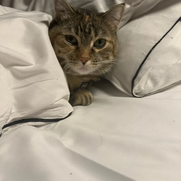Brown tabby cat Ramona tucked into white hotel bedding during her international pet journey.