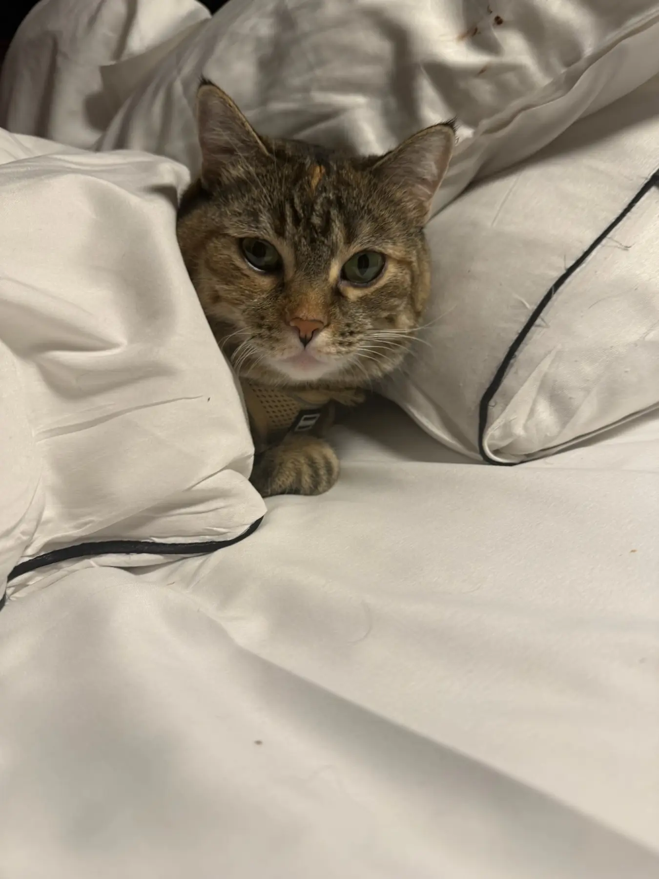 Brown tabby cat Ramona tucked into white hotel bedding during her international pet journey.