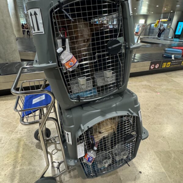 Two dogs in secured travel crates at an airport baggage-claim area