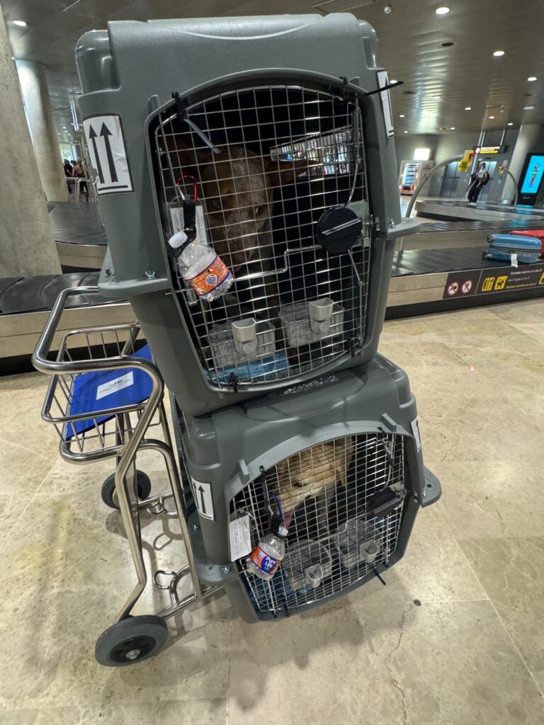 Rose and Winger arriving safely in Valencia in their travel crates