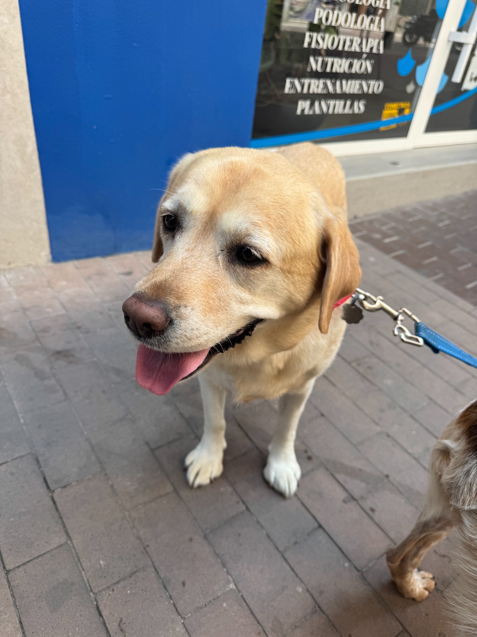 Rose enjoying a walk after arriving in Valencia, Spain