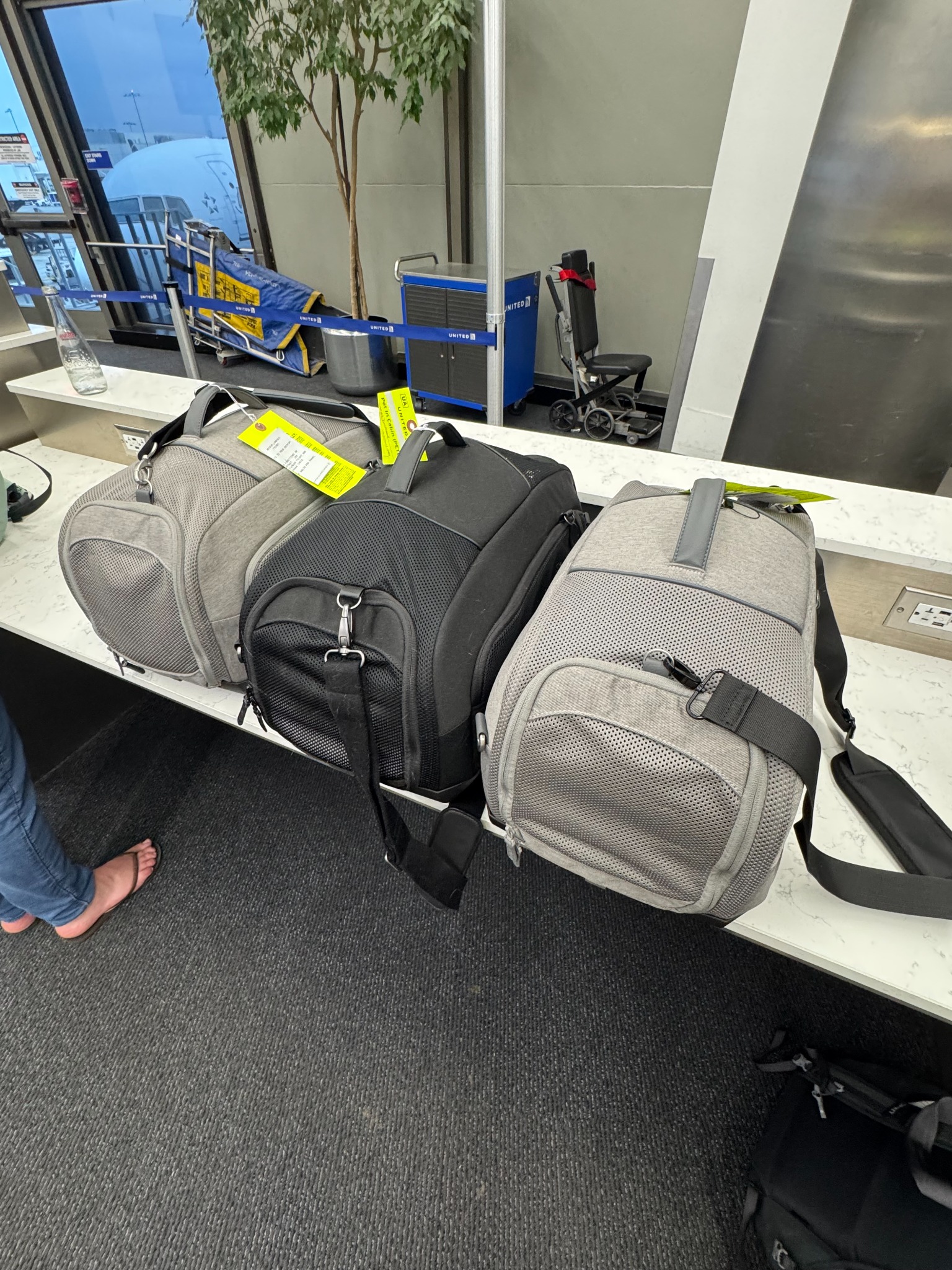 Three cat carriers prepared together at the airport for the journey to Valencia