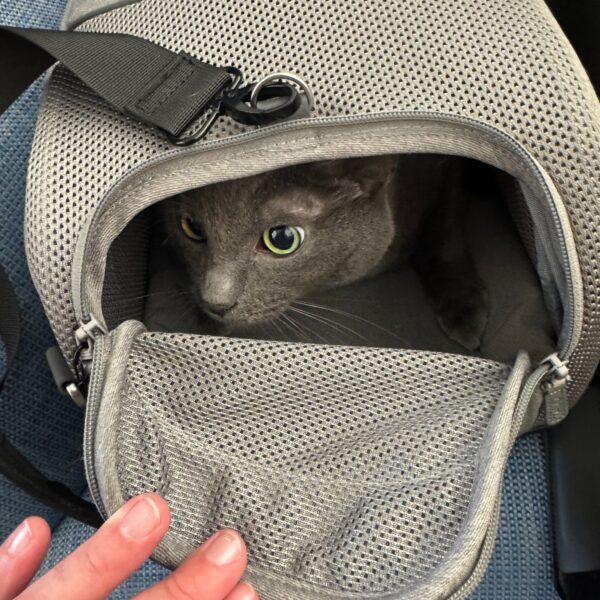 One of three cats traveling from Los Angeles to Valencia resting inside a soft carrier