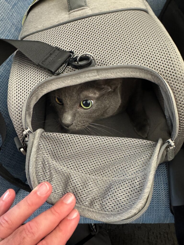 One of three cats traveling from Los Angeles to Valencia resting inside a soft carrier