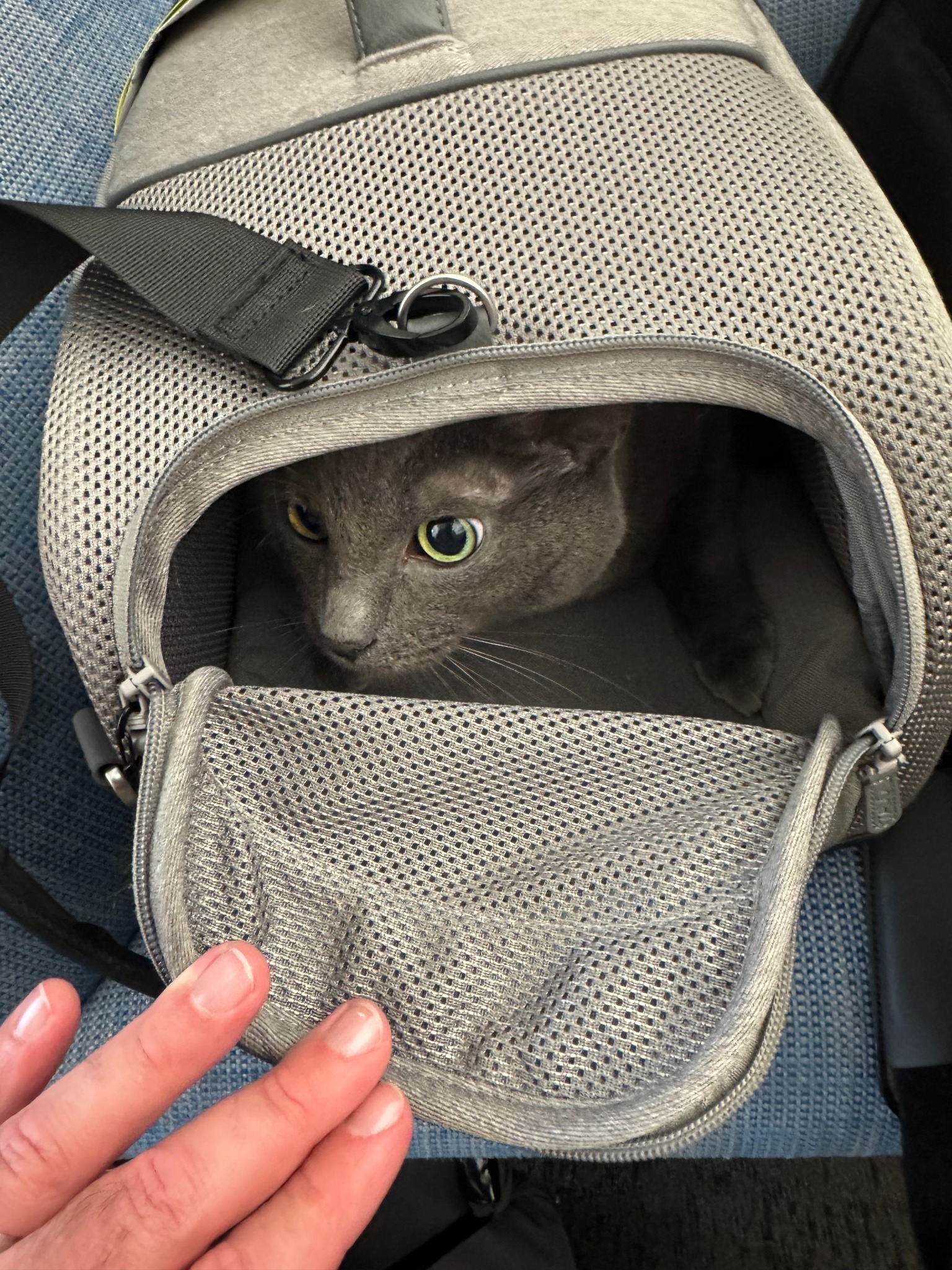 One of the three cats resting inside a soft carrier during the journey to Valencia