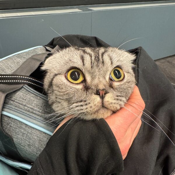 Tiger looking out from his carrier during the international journey to Bangkok